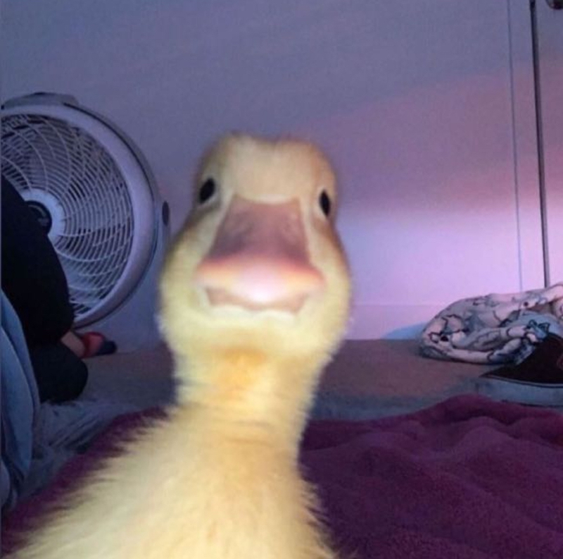 Profiel foto